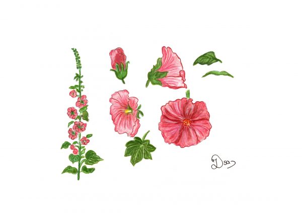 Les Roses trémières