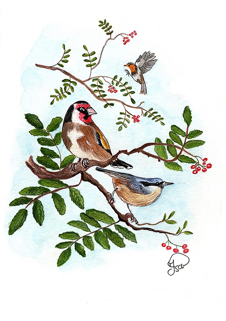 Les oiseaux